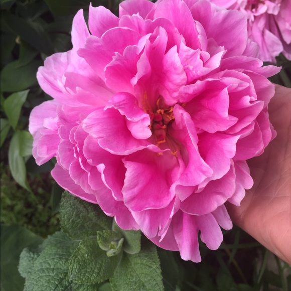 Meet your Posher, Bernice - Picture 6 of 12